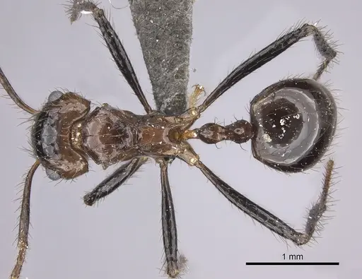 Myrmicaria fusca specimen CASENT0235939 image casent0235939_1