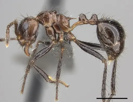 Myrmicaria fusca specimen CASENT0235939 image casent0235939_3