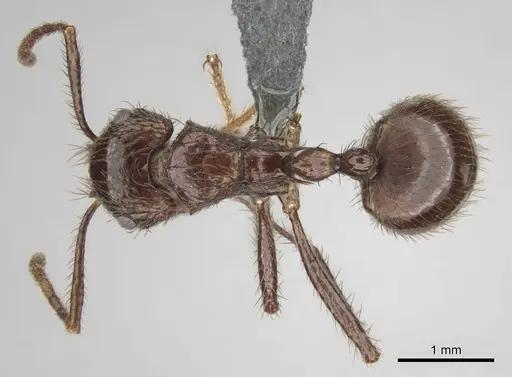 Myrmicaria fusca specimen CASENT0250326 image casent0250326_1