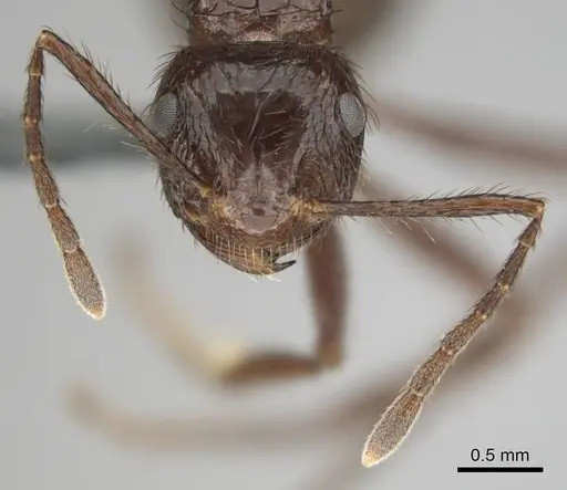 Myrmicaria fusca specimen CASENT0250326 image casent0250326_3