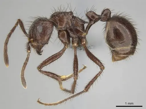 Myrmicaria fusca specimen CASENT0250326 image casent0250326_4