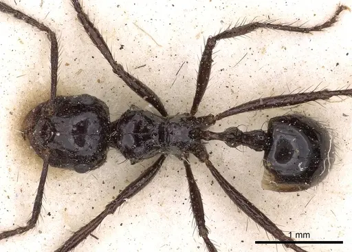 Myrmicaria fusca specimen CASENT0900508 image casent0900508_1