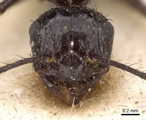 Myrmicaria fusca specimen CASENT0900508 image casent0900508_2