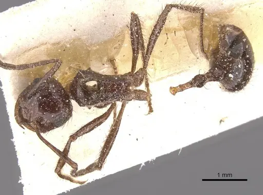 Myrmicaria fusca specimen CASENT0913042 image casent0913042_1