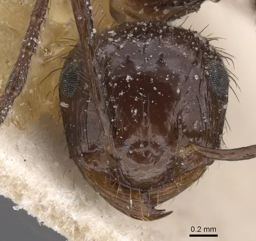 Myrmicaria fusca specimen CASENT0913042 image casent0913042_2