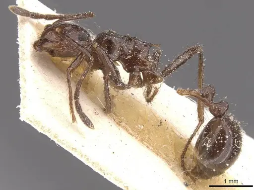 Myrmicaria fusca specimen CASENT0913042 image casent0913042_3