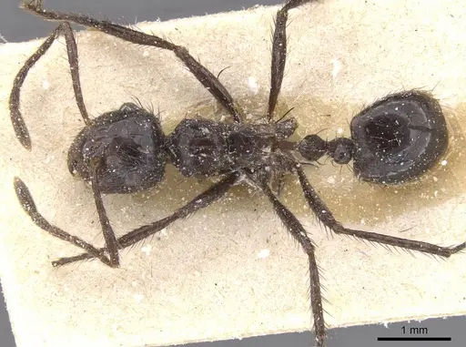 Myrmicaria fusca specimen CASENT0913043 image casent0913043_1