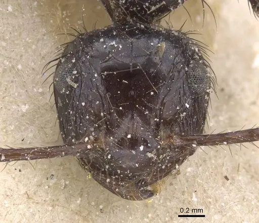 Myrmicaria fusca specimen CASENT0913043 image casent0913043_2