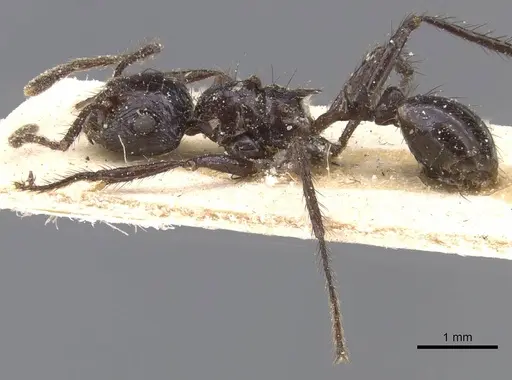 Myrmicaria fusca specimen CASENT0913043 image casent0913043_3
