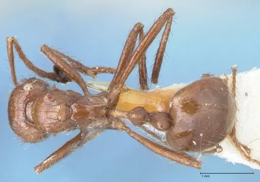 Myrmicaria fusca specimen FOCOL1582 image focol1582_1