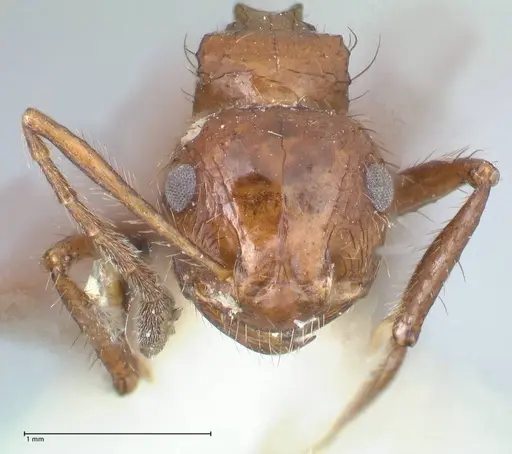 Myrmicaria fusca specimen FOCOL1582 image focol1582_2