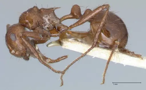 Myrmicaria fusca specimen FOCOL1582 image focol1582_3