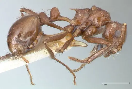 Myrmicaria fusca specimen FOCOL1582 image focol1582_4