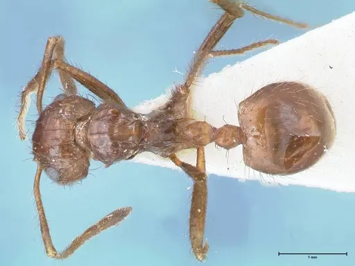 Myrmicaria fusca specimen FOCOL1583 image focol1583_1