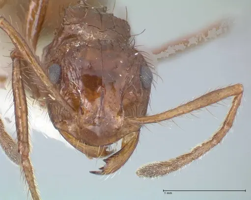 Myrmicaria fusca specimen FOCOL1583 image focol1583_2