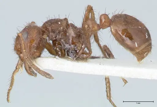 Myrmicaria fusca specimen FOCOL1583 image focol1583_3