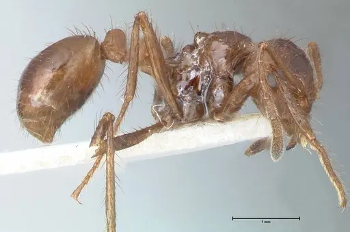 Myrmicaria fusca specimen FOCOL1583 image focol1583_4