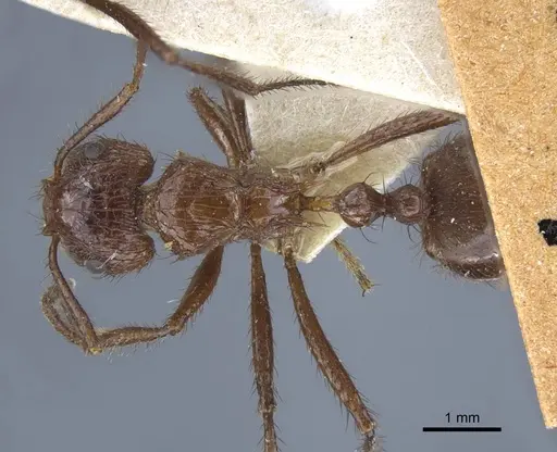 Myrmicaria irregularis specimen CASENT0916969 image casent0916969_1