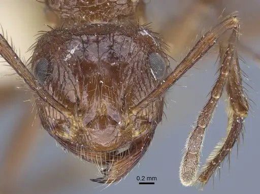Myrmicaria irregularis specimen CASENT0916969 image casent0916969_2