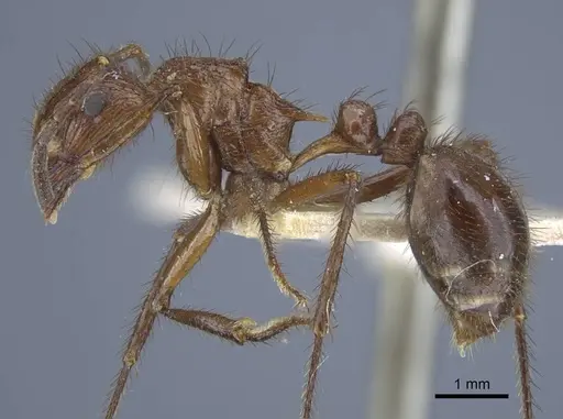 Myrmicaria irregularis specimen CASENT0916969 image casent0916969_3