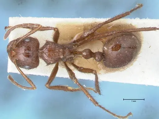 Myrmicaria irregularis specimen FOCOL1584 image focol1584_1