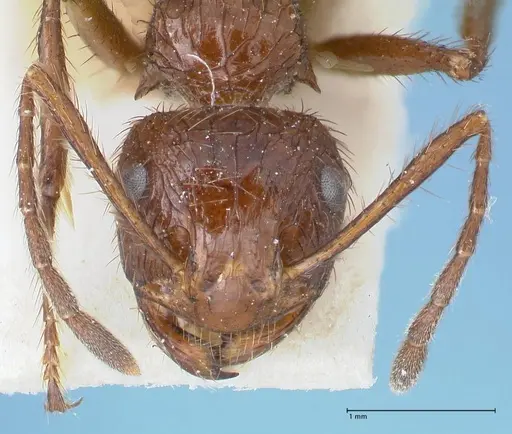 Myrmicaria irregularis specimen FOCOL1584 image focol1584_2