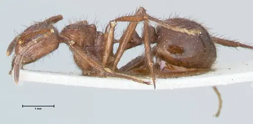 Myrmicaria irregularis specimen FOCOL1584 image focol1584_3