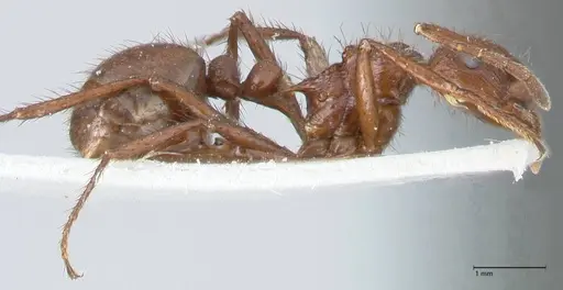 Myrmicaria irregularis specimen FOCOL1584 image focol1584_4