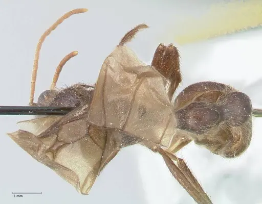 Myrmicaria irregularis specimen FOCOL1585 image focol1585_1