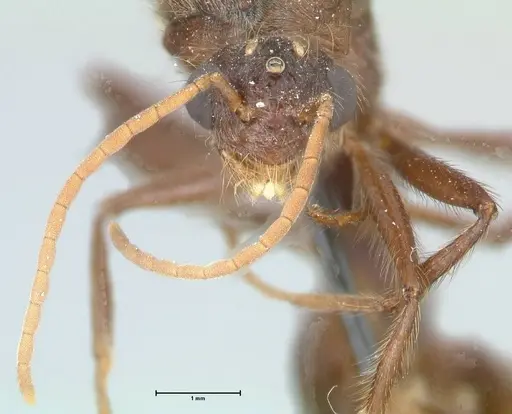 Myrmicaria irregularis specimen FOCOL1585 image focol1585_2