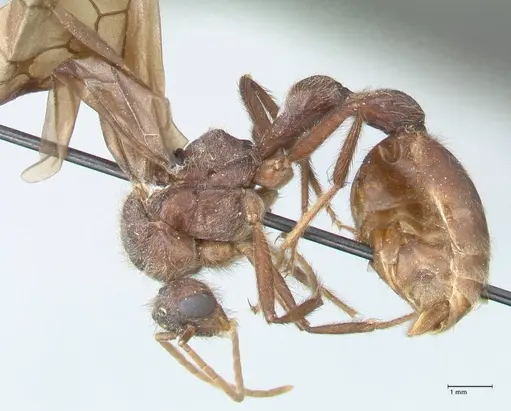 Myrmicaria irregularis specimen FOCOL1585 image focol1585_3