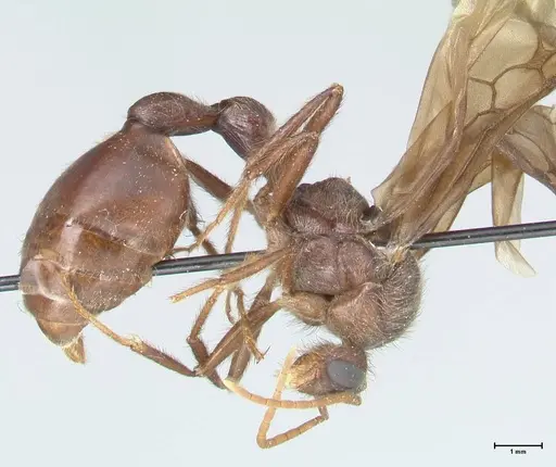 Myrmicaria irregularis specimen FOCOL1585 image focol1585_4