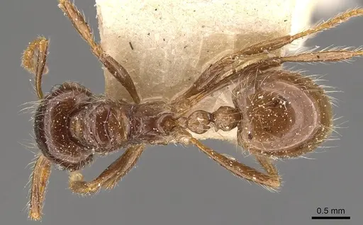 Myrmicaria laevior specimen CASENT0908331 image casent0908331_1