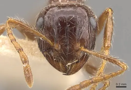 Myrmicaria laevior specimen CASENT0908331 image casent0908331_2