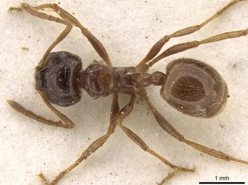 Myrmicaria laevior specimen CASENT0914049 image casent0914049_1