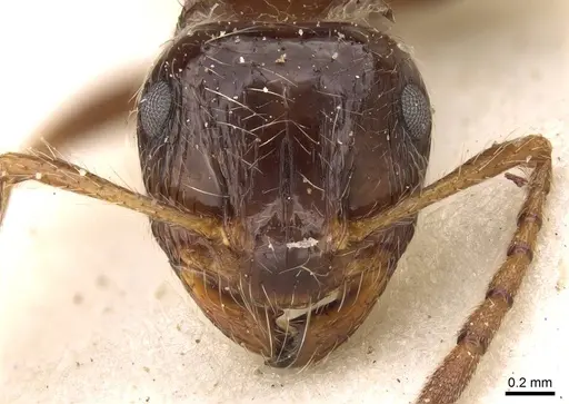 Myrmicaria laevior specimen CASENT0914049 image casent0914049_2