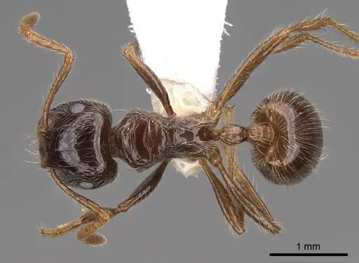 Myrmicaria laevior specimen CASENT0923010 image casent0923010_1