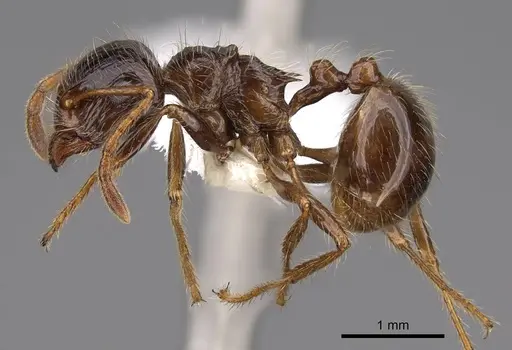 Myrmicaria laevior specimen CASENT0923010 image casent0923010_3