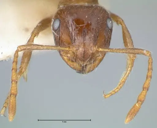 Myrmicaria laevior specimen FOCOL1594 image focol1594_2