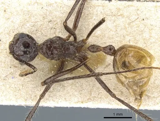 Myrmicaria luteiventris specimen CASENT0904468 image casent0904468_1