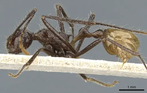 Myrmicaria luteiventris specimen CASENT0904468 image casent0904468_3