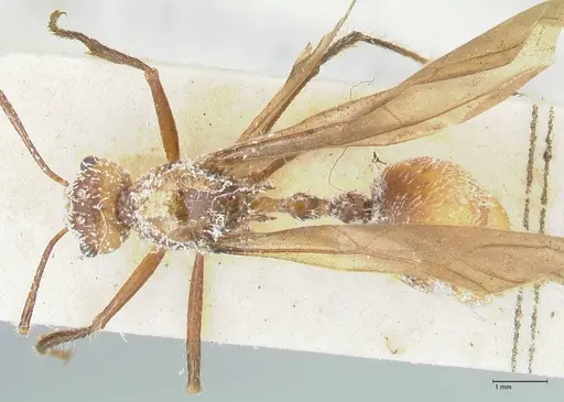 Myrmicaria luteiventris specimen FOCOL1597 image focol1597_1