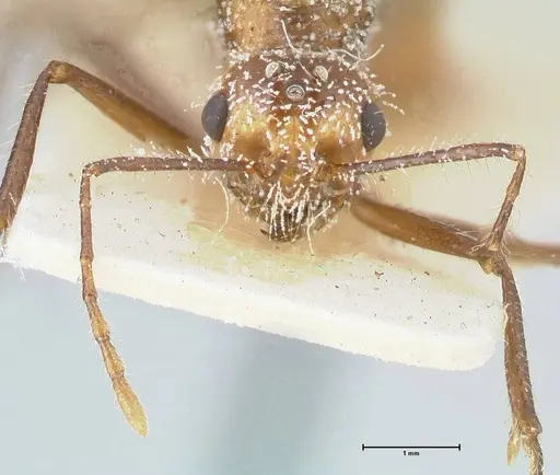Myrmicaria luteiventris specimen FOCOL1597 image focol1597_2