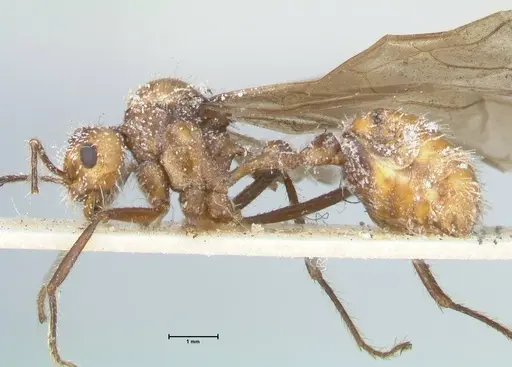 Myrmicaria luteiventris specimen FOCOL1597 image focol1597_3