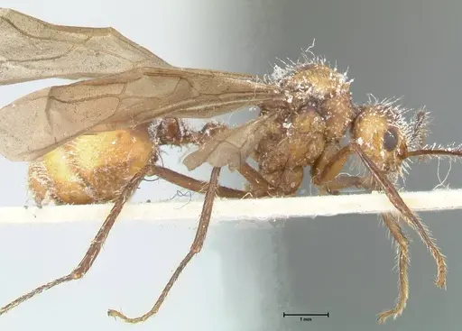 Myrmicaria luteiventris specimen FOCOL1597 image focol1597_4