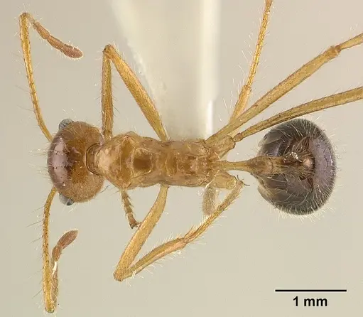 Myrmicaria melanogaster specimen CASENT0179018 image casent0179018_1