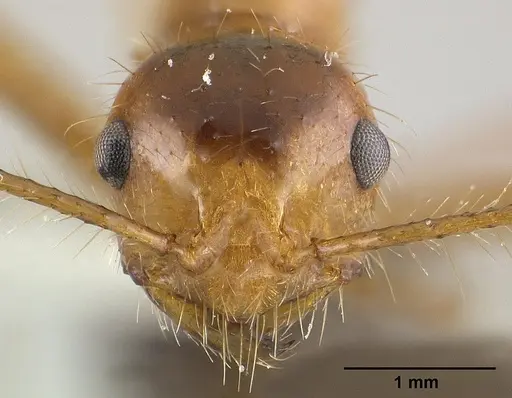 Myrmicaria melanogaster specimen CASENT0179018 image casent0179018_2