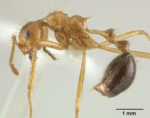 Myrmicaria melanogaster specimen CASENT0179018 image casent0179018_3