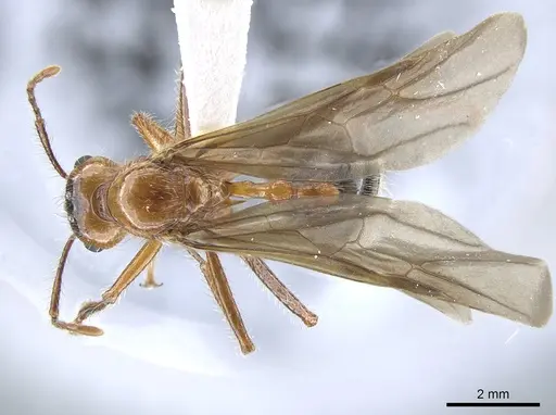 Myrmicaria melanogaster specimen CASENT0634285 image casent0634285_1