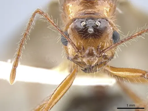 Myrmicaria melanogaster specimen CASENT0634285 image casent0634285_2